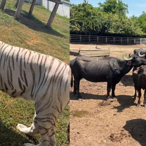 Decomisan 130 animales exóticos en un rancho de Tamaulipas en operativo contra "huachicol"