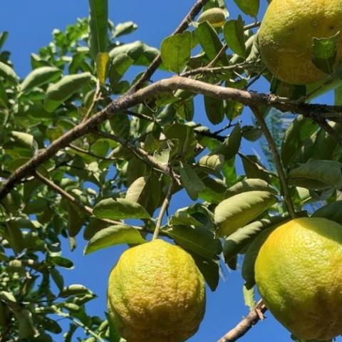 Cinco niños se intoxican en Campeche por comer toronjas de un árbol recién fumigado