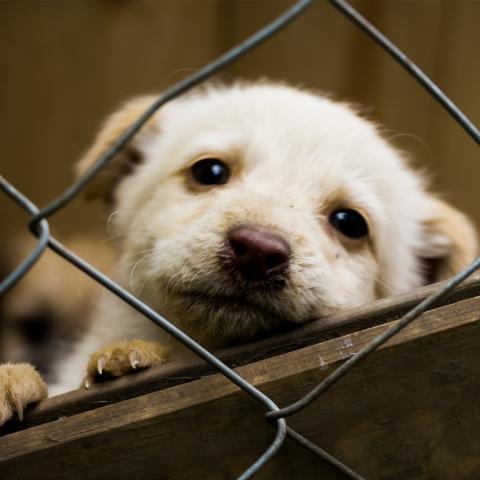 LEY DE PROTECCIÓN A LOS ANIMALES