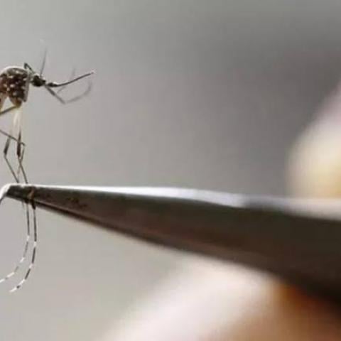 producción del mosquito estéril