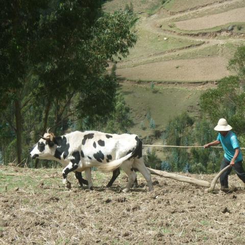 Agroempresarios del estado aseguran que robo a ganado ha desaparecido y descartan huachicol de leche