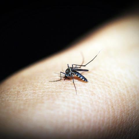 Confirma ISSEA fallecimiento por dengue; paciente se automedicó y tuvo diagnóstico erróneo