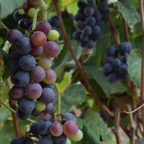 Ante reestructura en compras, productores de uva para vino comienzan a cultivar ciruela roja