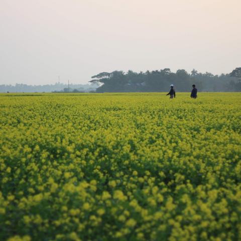 Campo de cultivo