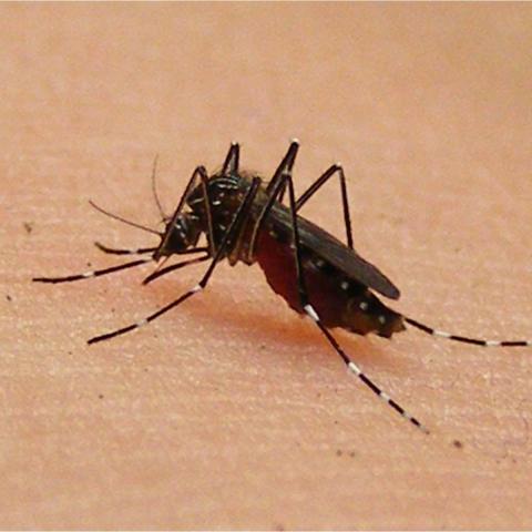 Dengue incrementó en 362% en el último mes; Aguascalientes supera los 200 casos 