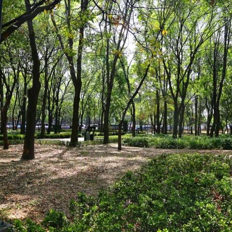Bosque de Chapultepec 