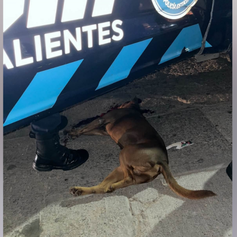 Canelo 