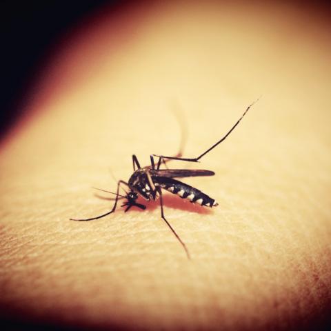 Mosquito del dengue 
