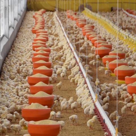 Aguascalientes, segundo lugar nacional en producción de carne de pollo