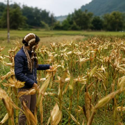 Cultivos de maíz se secan