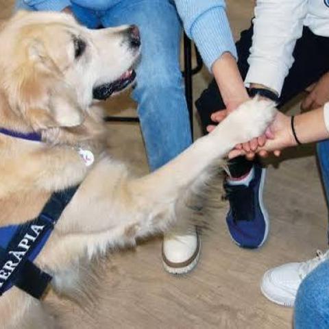 terapia asistida con animales