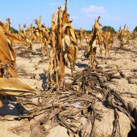 abandono al campo 