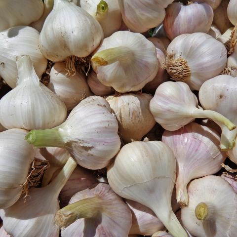 Aduanas sin filtros aquejan a productores de ajo en Aguascalientes; sólo quedan 15 en la entidad