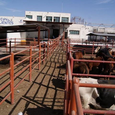 Llegan los primeros casos de gusano barrenador del ganado a rastro municipal; además atienden a mascota infectada en hospital veterinario