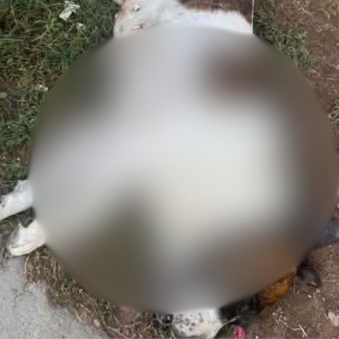Perrita asesinada 