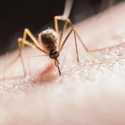 Repuntan casos de dengue en Aguascalientes; aumentan 900% respecto al año pasado 