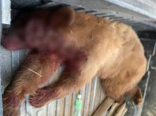 Una vez más matan a un oso en México, ahora en Sonora