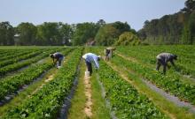 Crece PIB del campo