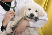 Veterinarios Aguascalientes