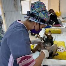 Este 10 y 11 de noviembre hay esterilización gratuita de perros y gatos