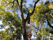 Comienza la instalación de decoración navideña en el centro de la ciudad