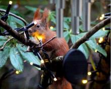 Iluminación navideña afecta a fauna que vive en los árboles