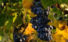 Precios de la uva alcanzan los $100 el kilo 