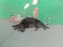 Conmoción en Rincón de Romos por asesinato de una perrita