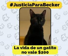 Primera sentencia por maltrato animal en Guanajuato