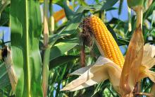 Decreto contra maíz transgénico y con el que está en desacuerdo EE. UU. tiene motivaciones políticas: SE