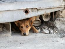 Animales Callejeros