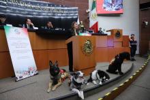 Reconocen en el Senado a perros rescatistas y más integrantes de Misión Rescate que auxiliaron a Turquía