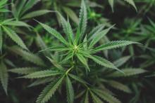 Sentencia judicial obliga a Cofepris dar permiso para la producción de cannabis industrial