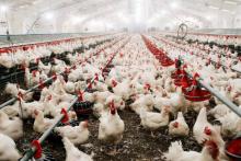 Detectan brote de influenza aviar AH5N1 en granjas de pollo en Aguascalientes