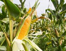 SE buscará demostrar que no hay afectación comercial ante decreto de maíz transgénico