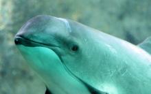 Queda aprobado plan de Semarnat para proteger a la vaquita marina y la totoaba