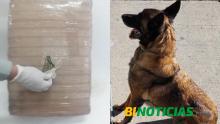 Canino de la Guardia Nacional detecta paquete con marihuana en la Central Camionera 
