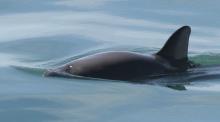 México trabaja un plan de acción para proteger a la vaquita marina y prevenir la pesca ilegal de totoaba