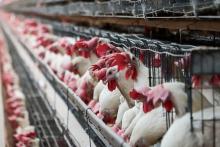 Industria avícola de Aguascalientes consume 900 millones de litros de agua al año 