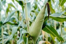 Congreso de EE. UU. exige discusión formal contra México por prohibición de maíz transgénico