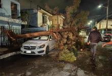 Lluvias causan caída de árboles, apagones, autos varados...