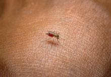 Confirma Florida siete casos de malaria