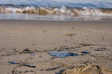 Reportan presencia de petróleo en playas de Veracruz
