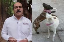 Alcalde de Michoacán reconoce que mató a dos perritas a balazos