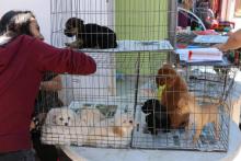 La mitad de los animales que se sacrifican, son entregados por los propios “dueños”