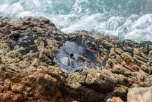 OEFA reporta residuos de petróleo en playas de Perú