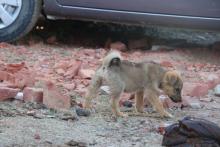 India implementa operación para reducir perros callejeros antes de cumbre del G20