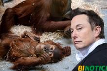 Acusan a Elon Musk de la muerte de monos a los que se les implantaron chips