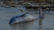 Altas temperaturas en Brasil ocasionan la muerte de 110 delfines rosados