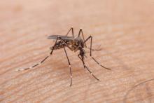 Yucatán es el estado con mayor número casos de dengue 